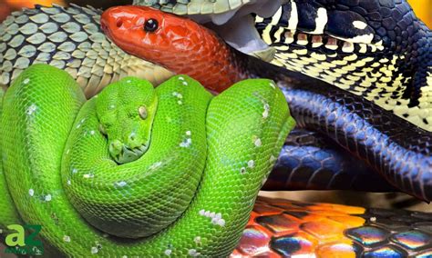 How to Create a Safe and Enriching Environment for a Cubudi Madic Snake